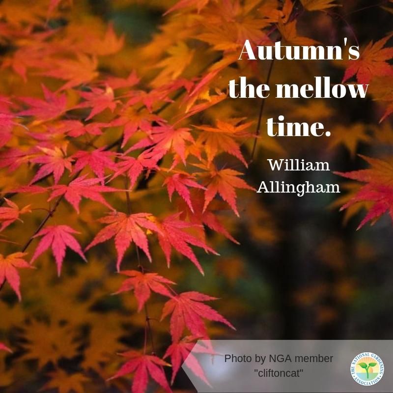 NatlGardening's tweet photo. Autumn's the mellow time.

#inspirationalquotes #NGA #ModivationMonday #garden #flowers #fyp #explore https://t.co/WeW4qyKN6K