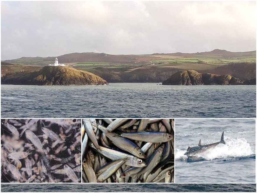 For the 2nd year #PelticSurvey also covers Cardigan Bay to estimate biomass of small pelagic fish in the area, study their environment and to carry out an #eDNA study on distribution of Atlantic bluefin tuna, in collaboration with <a href="/WG_fisheries/">Welsh Government Fisheries 🐟</a> <a href="/CefasGovUK/">Cefas</a> <a href="/DefraGovUK/">Defra UK</a>