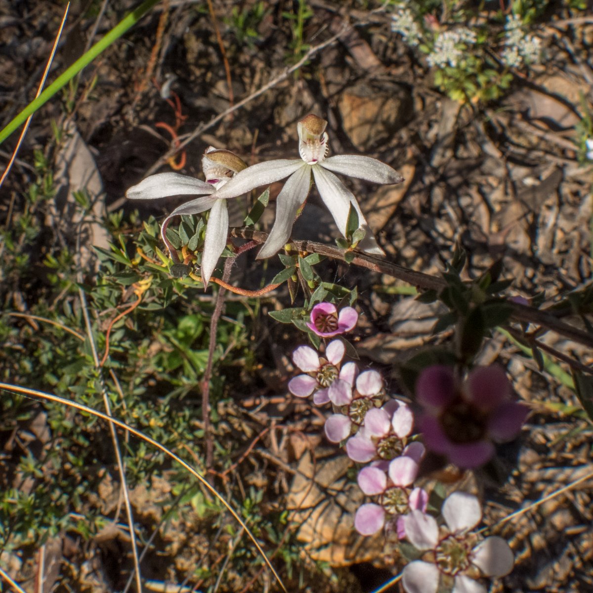 c_mperman's tweet photo. Black Mountain again for our #CanberraWalks this afternoon. Fine weather, and orchids. A selection of four from rather more ... @KMRiethmiller @wapple15 @CraigAllenCBR @GbhvfRon https://t.co/ushI6zHmNr