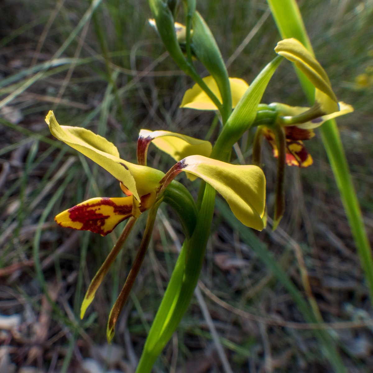 c_mperman's tweet photo. Black Mountain again for our #CanberraWalks this afternoon. Fine weather, and orchids. A selection of four from rather more ... @KMRiethmiller @wapple15 @CraigAllenCBR @GbhvfRon https://t.co/ushI6zHmNr