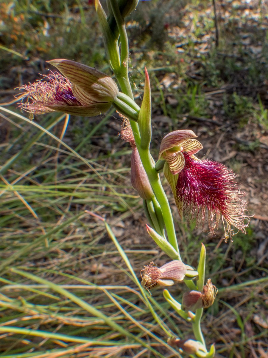 c_mperman's tweet photo. Black Mountain again for our #CanberraWalks this afternoon. Fine weather, and orchids. A selection of four from rather more ... @KMRiethmiller @wapple15 @CraigAllenCBR @GbhvfRon https://t.co/ushI6zHmNr