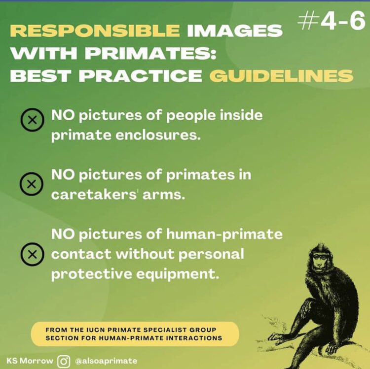 theltmproject's tweet photo. Do you know that one of the drivers of the non-human primate trade is the sharing of images with primates in close contact with humans?Please follow the Responsible Imagery Guidelines created by @peopleprimate  https://t.co/Sc5qp6Kfvm
Infographics credit:@Kristen_Morrow_ https://t.co/RY65xmCjvy