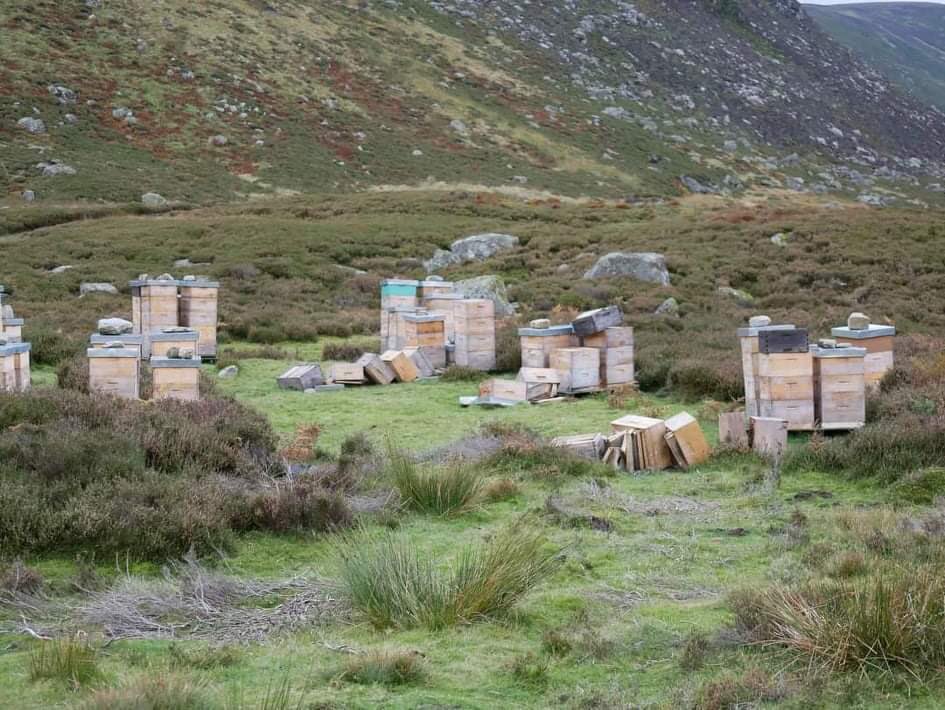SeanWalker1562's tweet photo. @calluna4u My pal has sent me this picture he is out Glen Lethnot walking.  Is this some of your hives that have been toppled or blowing over? https://t.co/c3lCsvHCFC