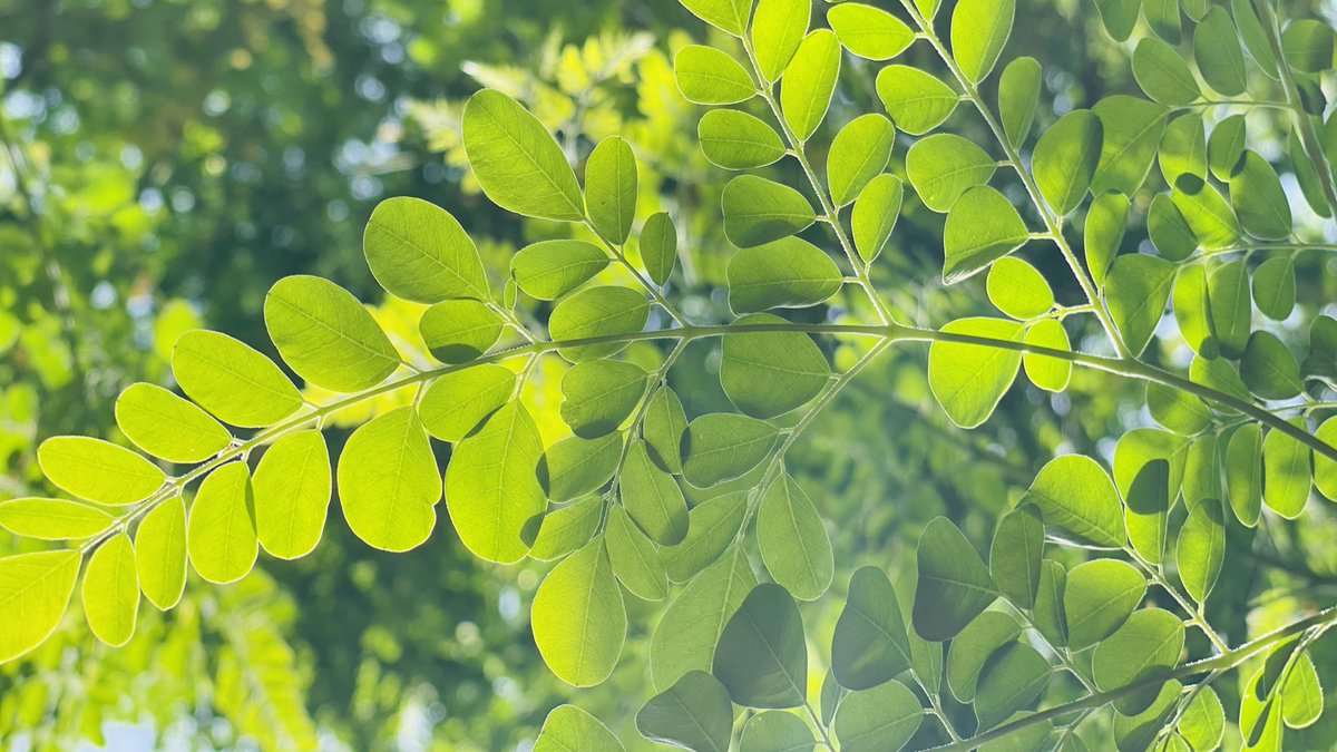 PraharajArun's tweet photo. ￼

#Kartik Month or #damodar Maas is one of the holiest months as per the Hindu calendar. It holds great importance in #Hindu culture,during this period we eat #Agasti Saag. Plenty of Agasti &amp; Moringa in #Mygarden #Bahrain , Should u need, we can share😋 Jay Jagannatha🌑❗️🌑🙏 https://t.co/23nUr91jDf