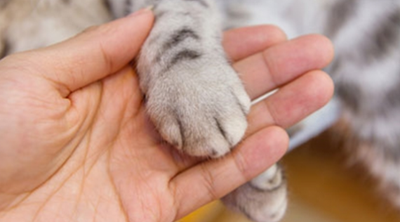 TheRitaProject's tweet photo. 😻 Did you know @CatsProtection runs a #DomesticAbuse cat fostering service? "Paws Protect is run by an experienced woman-only team, who take referrals, collect cats, and arrange foster placements through a wonderful network of dedicated volunteers." 🐈 

https://t.co/BEDqqygcMX https://t.co/jMLGp64jXH