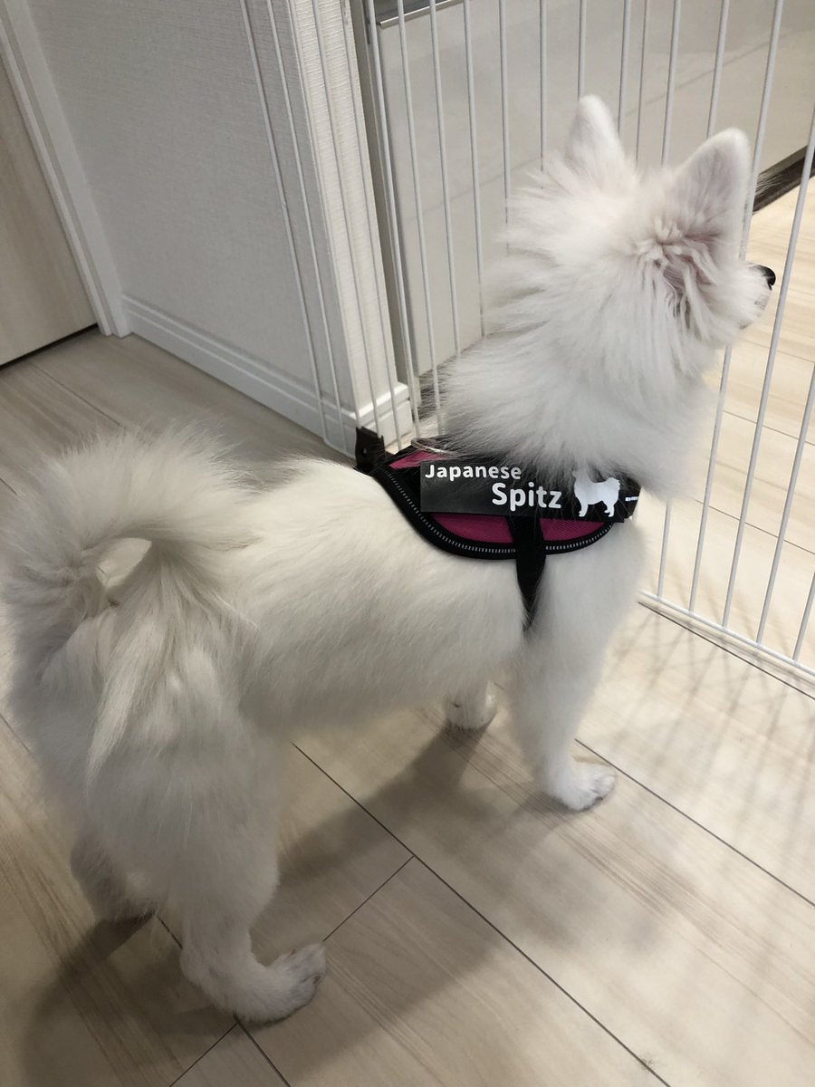 ジュンx2 ハーネスのユリウスk9 お名前マジックテープ出来上がりました 早速装着 う ん 我が子ながらかわゆい 親バカですみません 日本スピッツ ユリウスk9 ハーネス