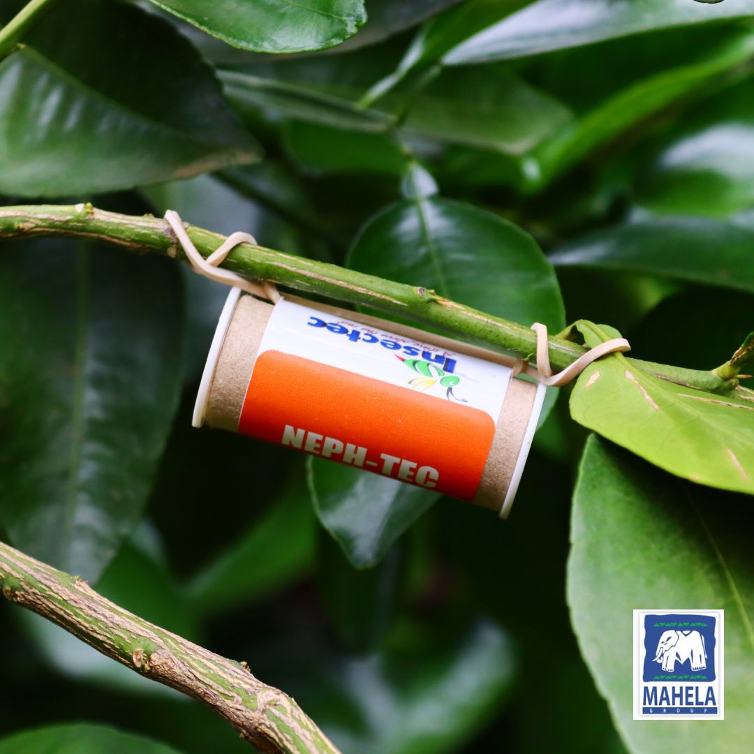 Mahela_Group's tweet photo. As part of our integrated pest control programme, we release a number of the Nephus kamburovi beetles as a biological control measure of mealybugs. #MahelaGroup #Mahelaboerdery #integratedpestmanagement #biologicalpestcontrol #Insectec https://t.co/E0eshs2lwg
