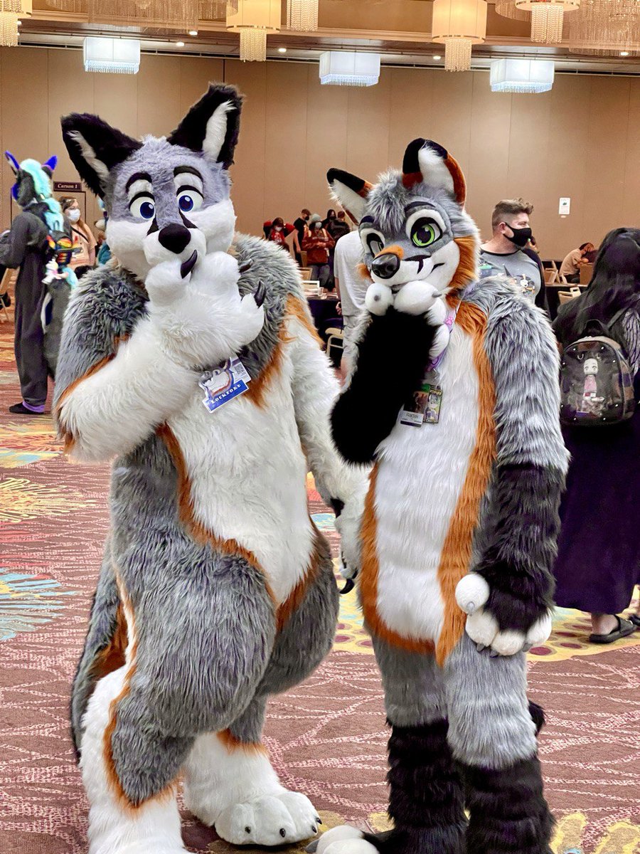 raidiak's tweet photo. Yay! Another gray fox! It was great meeting @Lockfordfox https://t.co/FVV4TJz4Iv