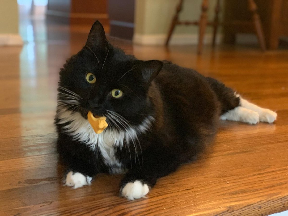 Things4Strings's tweet image. Once again, Bootsie has stolen from the inventory her favorite toy! #Things4Strings #HoldFish #NotForUseIntended