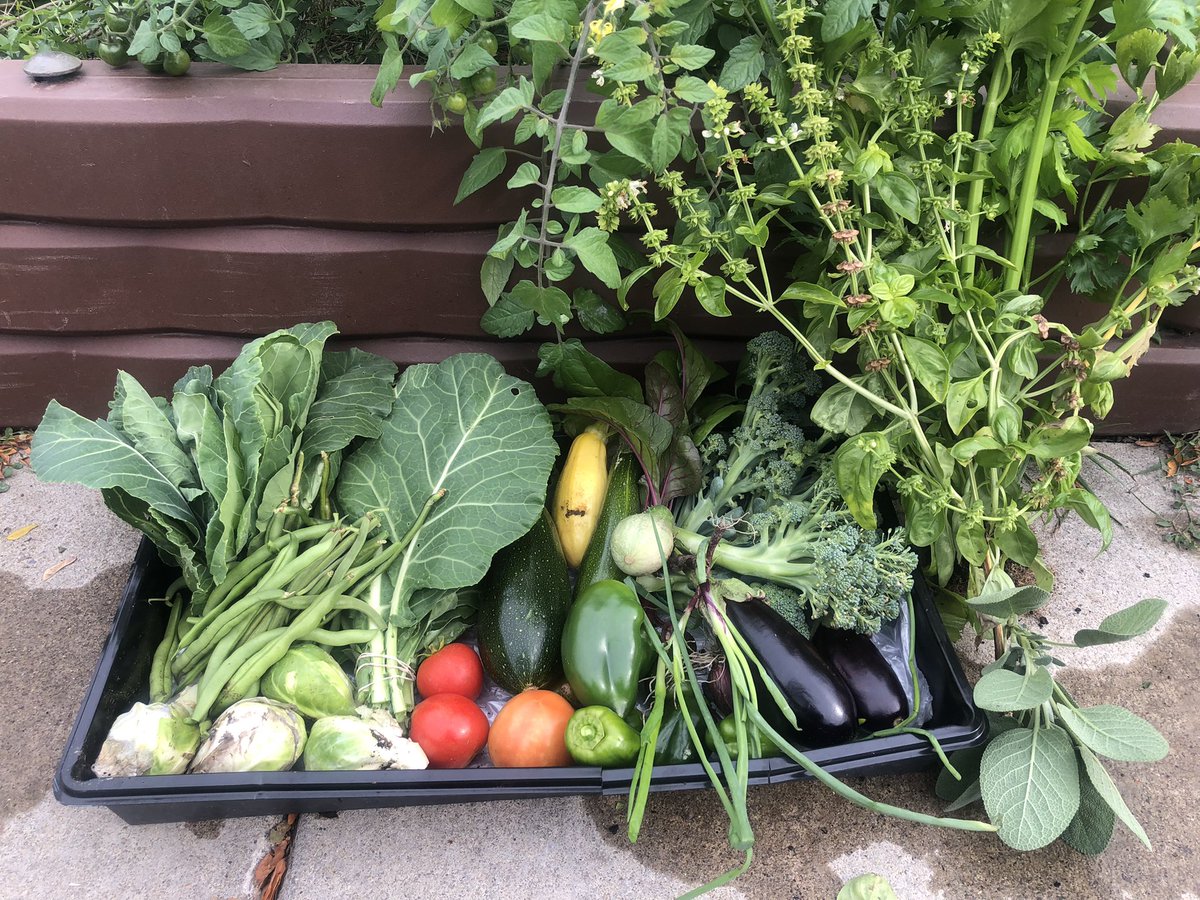 bennett_mca's tweet photo. A beautiful harvest in late October. Excited to share with neighbors and our school community! #schoolgardens #community #eatlocal https://t.co/FOWX8LYSXy