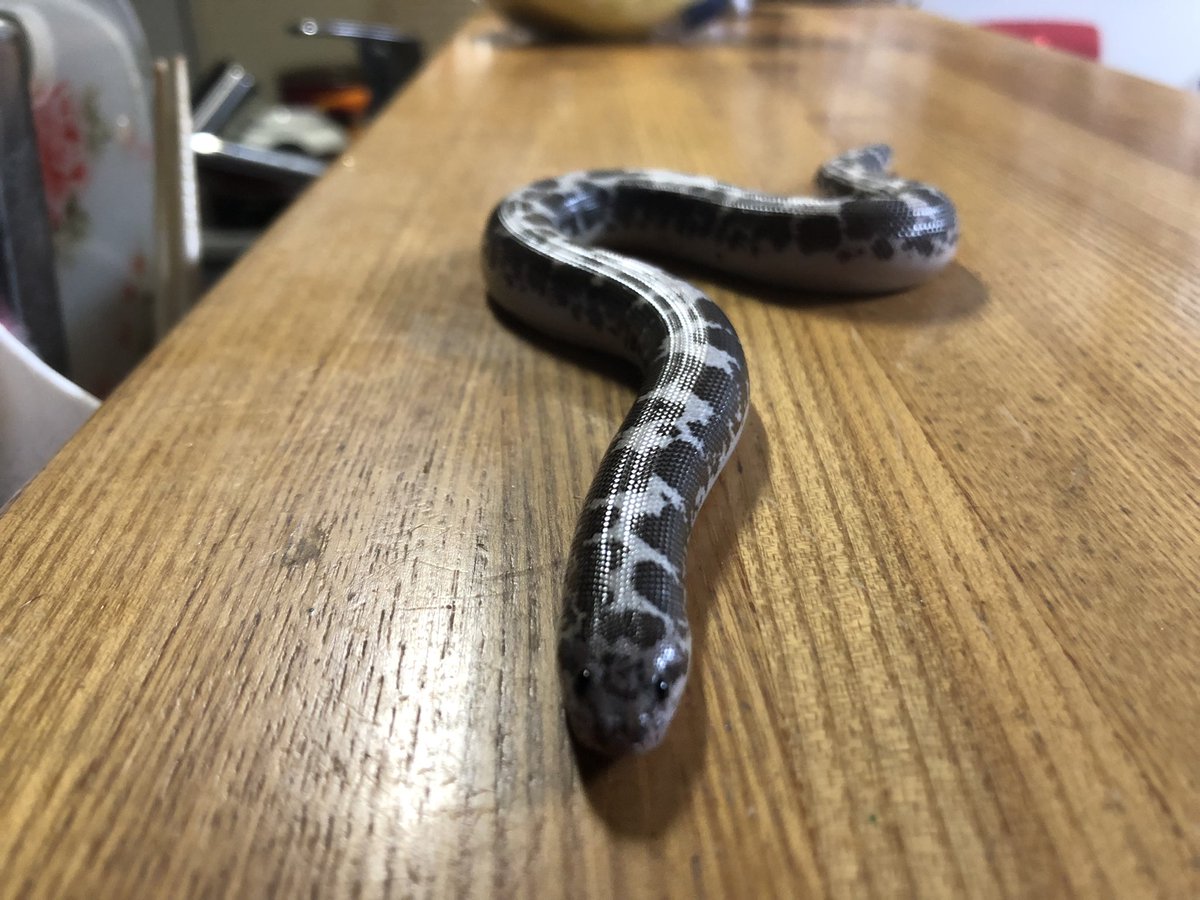 simakota2's tweet photo. 最近元気過ぎる シロクロ部隊 https://t.co/6JxxAHScoQ