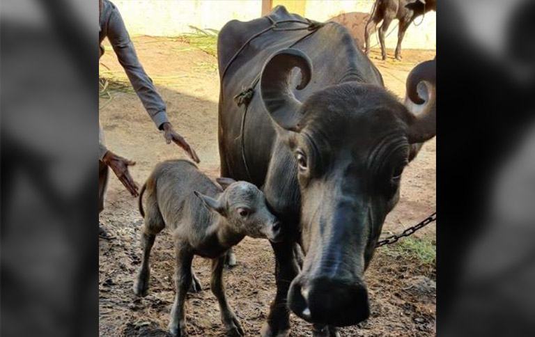 AgriculturePost's tweet photo. India’s first Banni buffalo IVF calf born in Gujarat
#Click 2 Read: https://t.co/21sAdiFYXz
#AnimalHusbandry #Dairying #BanniBuffalo #IVFcalf #InVitroFertilisation #EmbryoTransfer #Research https://t.co/qaZZdHm66E