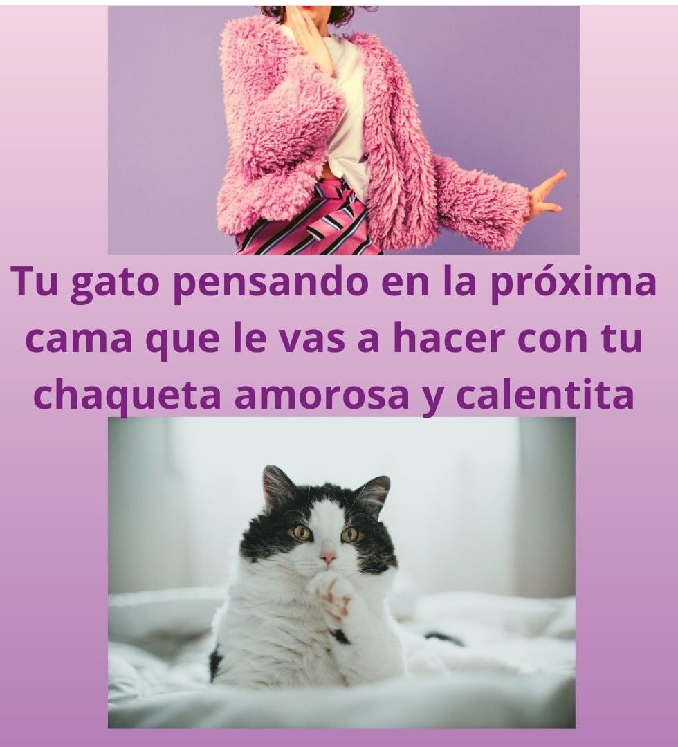 _mamiHono's tweet photo. Abrigale!! Con una prenda que ya no uses y mucho amor😻😍

#modasostenible #modelocircular #reciclaropa #MedioAmbiente #amorporlosanimales #AdoptaNoCompres #donaropa #ONG #granitodearena #cuidaelplaneta #Tendencias #Twitter #mamiHono https://t.co/dvQQQSEciP