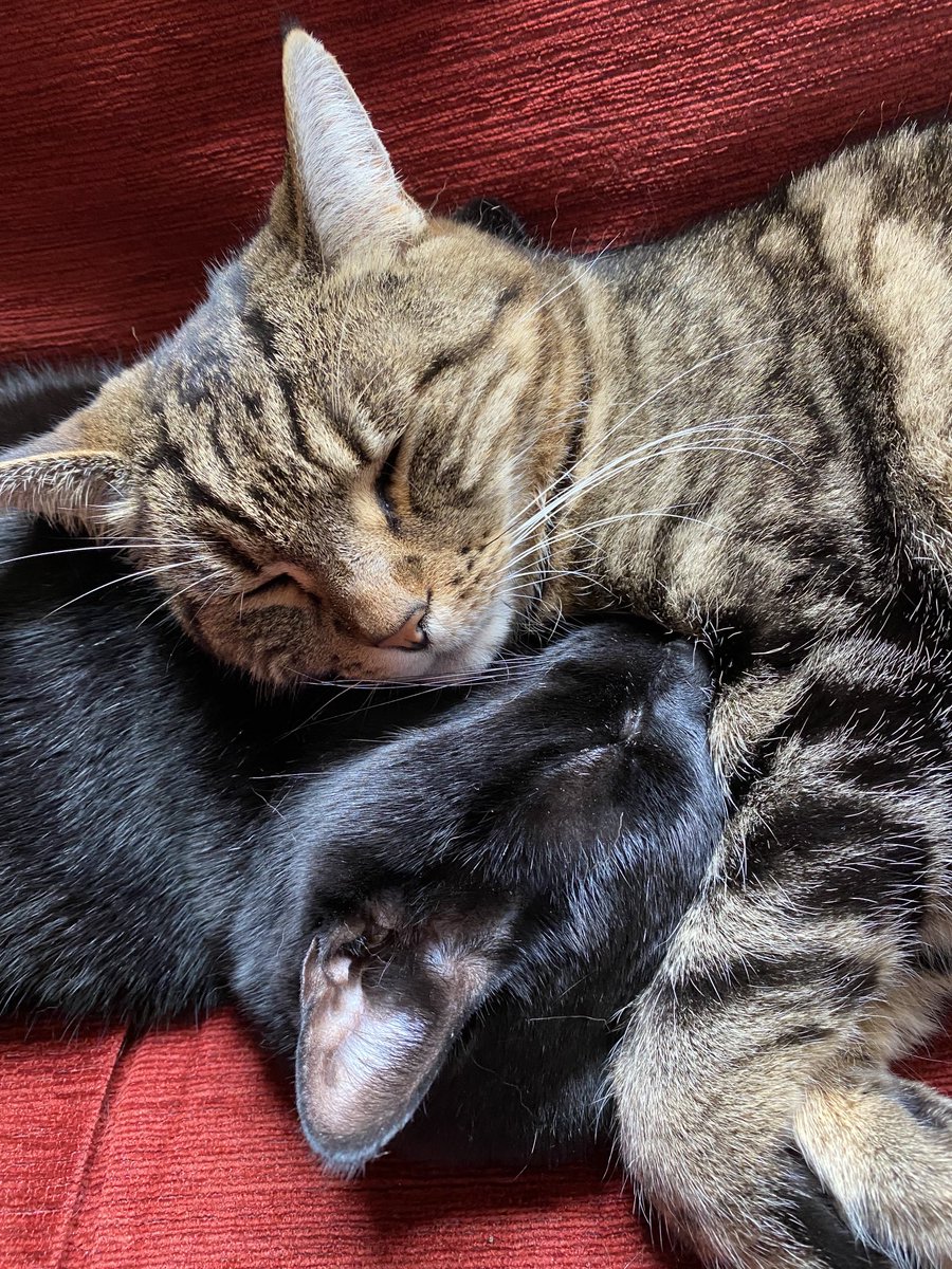 HeMinnow's tweet photo. Todayβs #snugglepuddle in close up π» https://t.co/XCmZTNjOgf