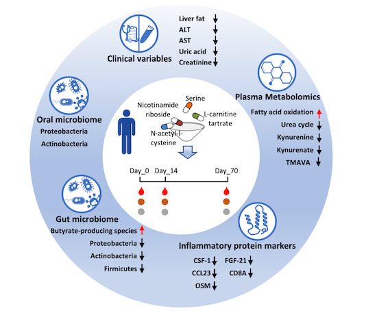 MolSystBiol's tweet photo. Oral administration of Combined Metabolic Activators (CMA) reduces liver fat in nonalcoholic fatty liver disease patients --> https://t.co/TvYpm6jAbP @Mardinoglu @KTHuniversity @kingsdentistry J Boren @goteborgsuni #NAFLD https://t.co/EJem6BYcAN