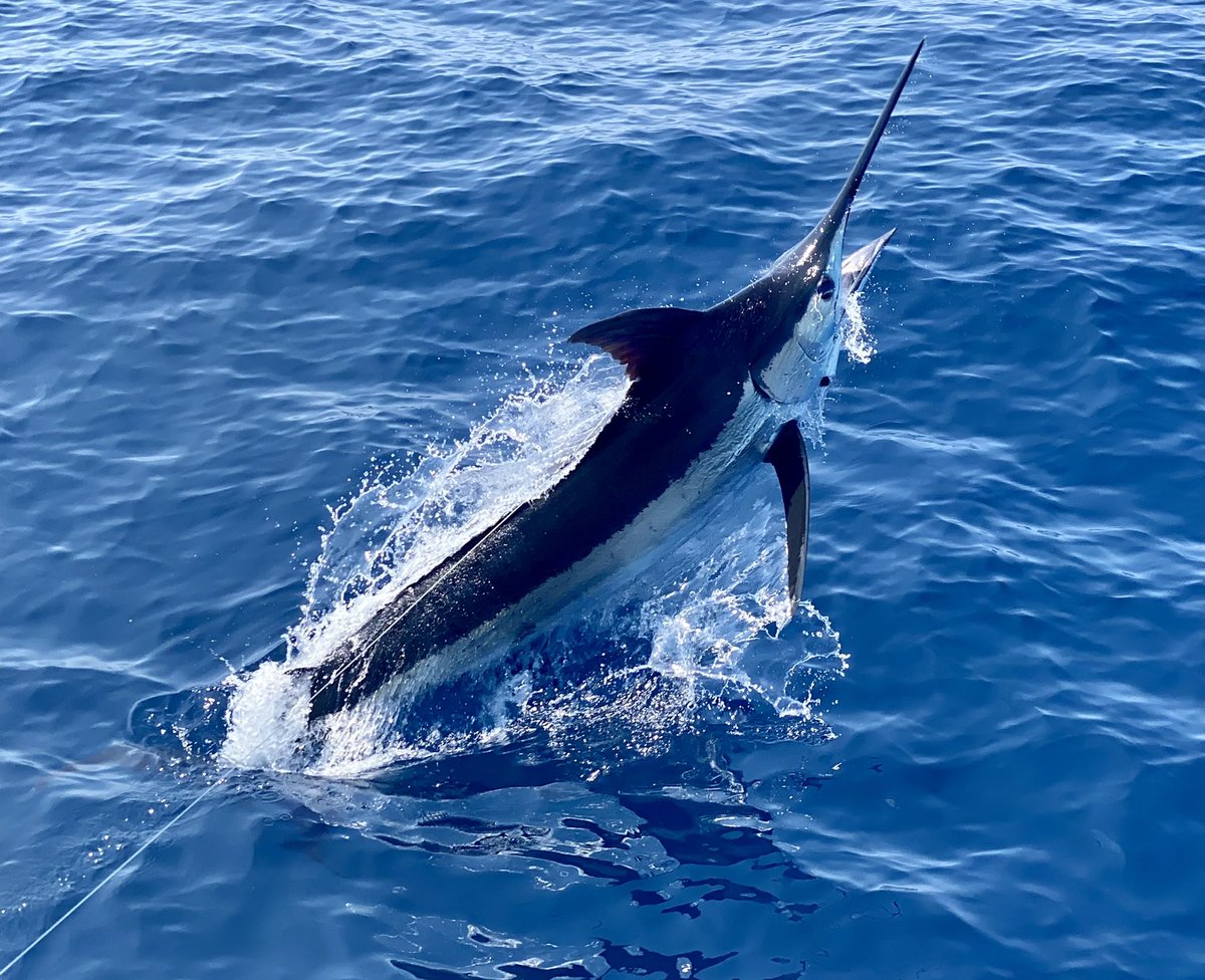 Pacific Fins tweet media