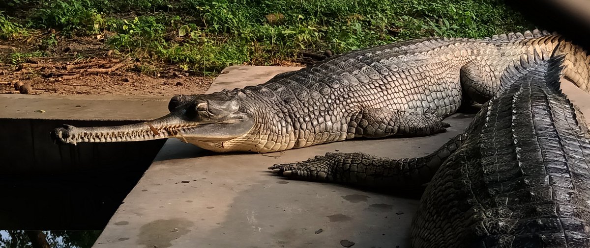 Deewakarp1's tweet photo. Lucknow zoo
#kukrail #mobilephotography #realme3 #photography https://t.co/qs07TTBzud