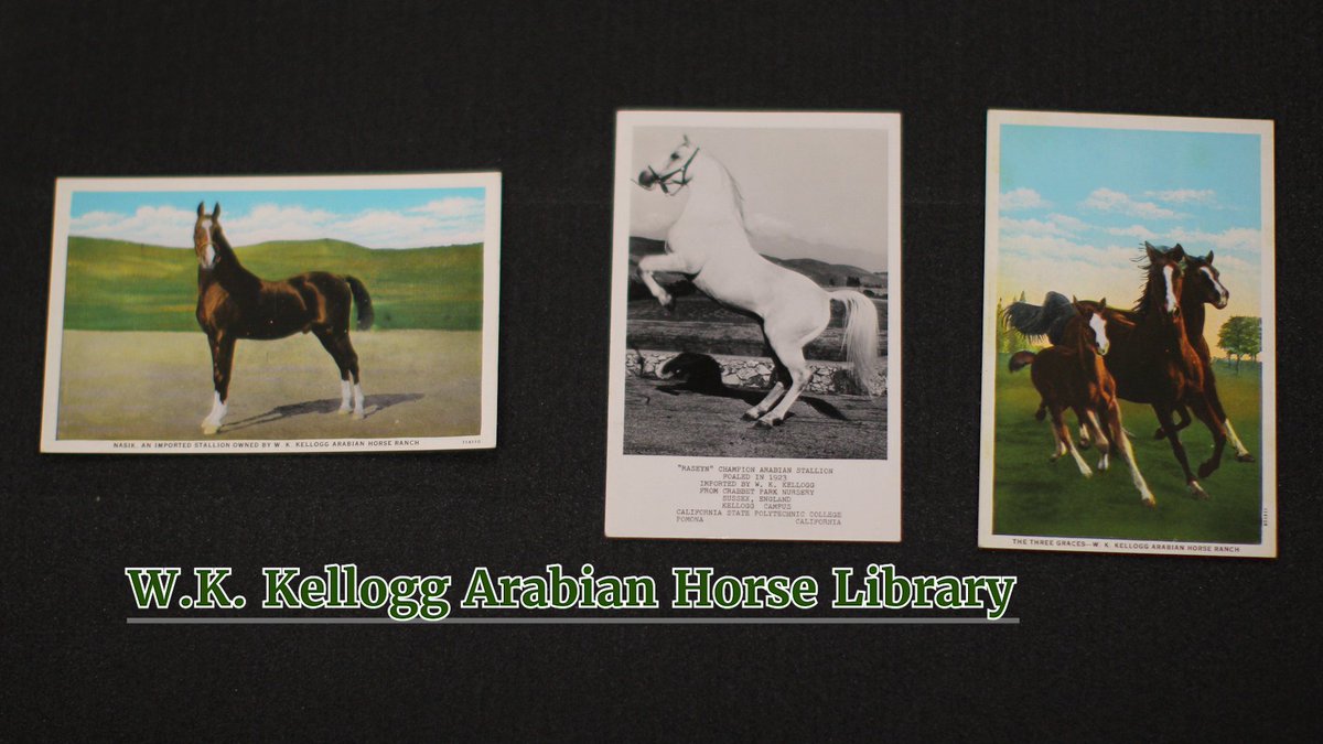 WKKAHL's tweet image. Learn more about our collections in this video we submitted for the Los Angeles Archives Bazaar: youtu.be/2eSHNtnKHNo.  You can also see our finding aids on the Online Archive of California tinyurl.com/cpponlinearchi…
@CPPLibrary @CPPSpecColl #CPP #CPPLibrary #History #Archives