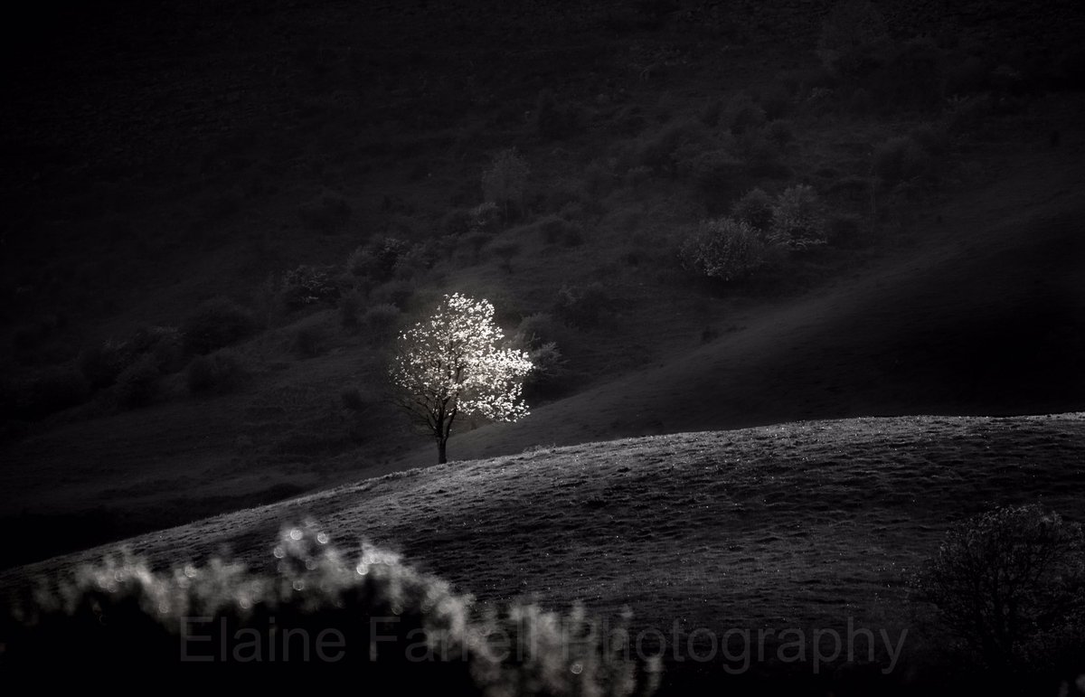 _EFarrellPhoto's tweet image. Something a little different from the Burren National Park, Co. Clare, Ireland. Lone tree … seeks light 🖤 ##nikon #ireland  … (rts always appreciated, thank you)