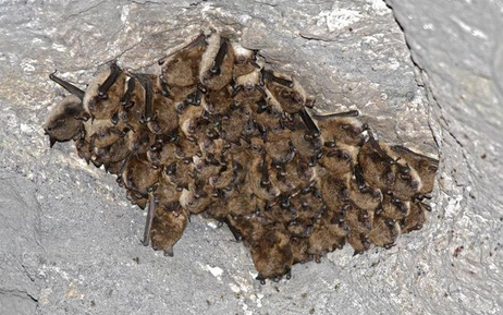 CornellIPM's tweet photo. #NationalBatWeek! @NYSDEC reminds us to avoid seasonal caves and mines that serve as homes to hibernating #bats When bats are disturbed during hibernation periods, their fat reserves are depleted, reducing health.
https://t.co/BWtyj9Sf4r #BatWeek https://t.co/rsIWYqD9zx