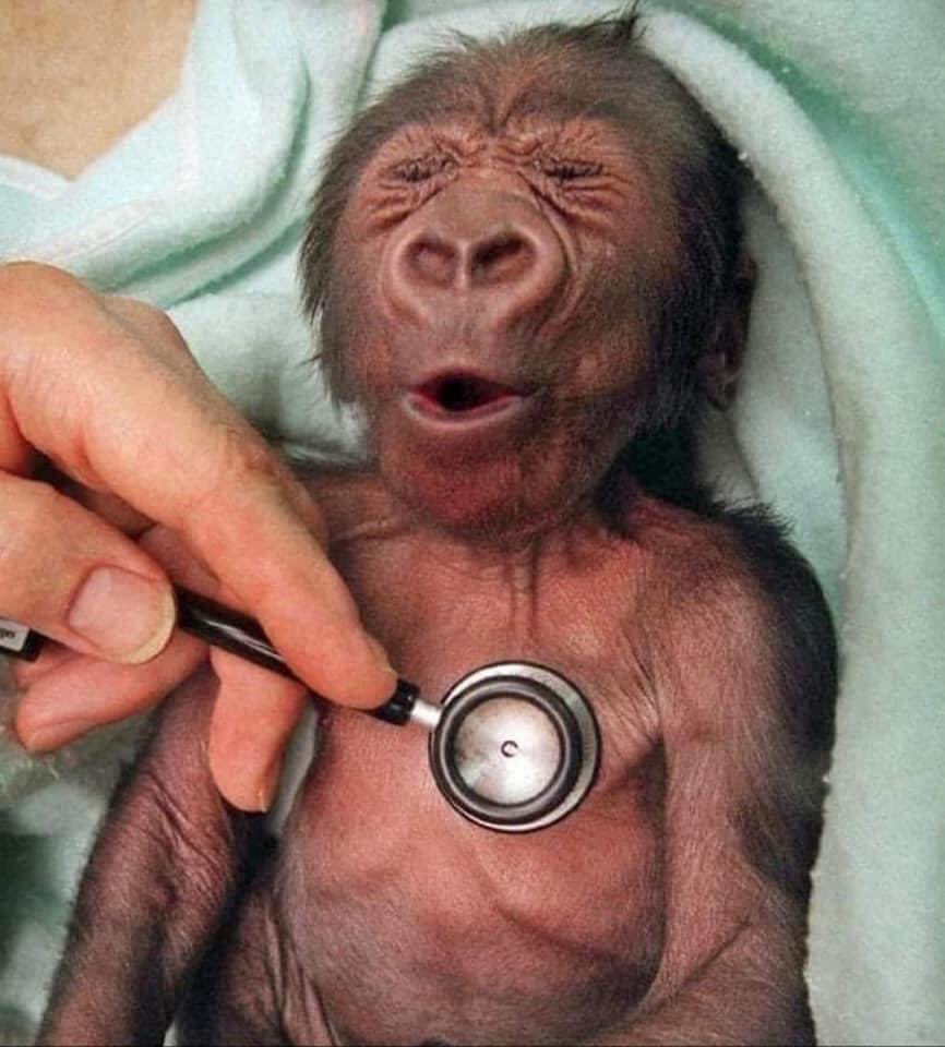 mariana057's tweet photo. Newborn baby gorilla at Melbourne Zoo gets a checkup at the hospital and reacts to the coldness of the stethoscope! 🥺😍 https://t.co/Y5ZQWTS5cl