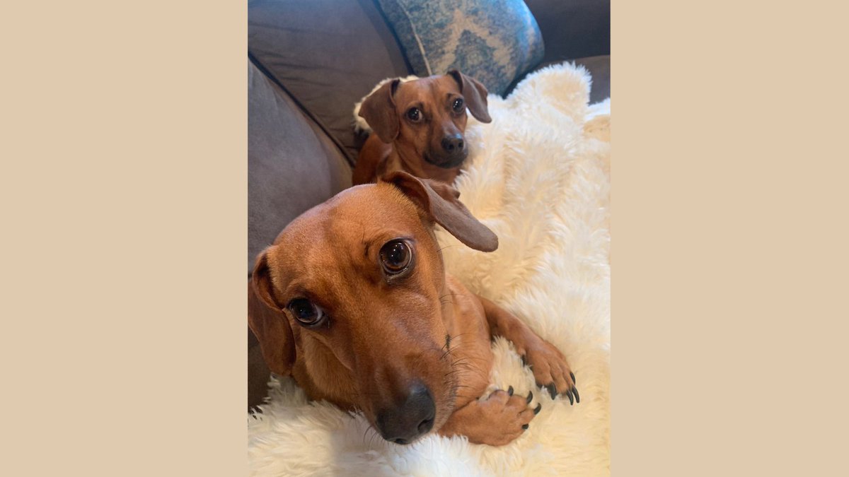jenruttman's tweet photo. The Dogs of Telecom 2022 calendar contest helps support @Releashatlanta, a non-profit that works to save dogs from high kill shelters throughout Georgia. I've entered Rizzo and Bryant. Would love your vote in supporting animal welfare. #dogsoftelecom
https://t.co/8Vt7BlqBMg https://t.co/vzO6zgYwGc