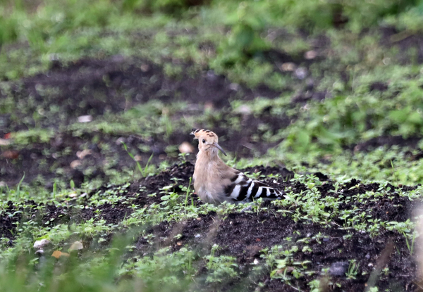 Lytchettbirder's tweet photo. The Upton Allotments Hoopoe 25th Oct. #LytchettBayWildlife @LytchettP @DorsetBirdClub @harbourbirds https://t.co/qPCu31F6eO