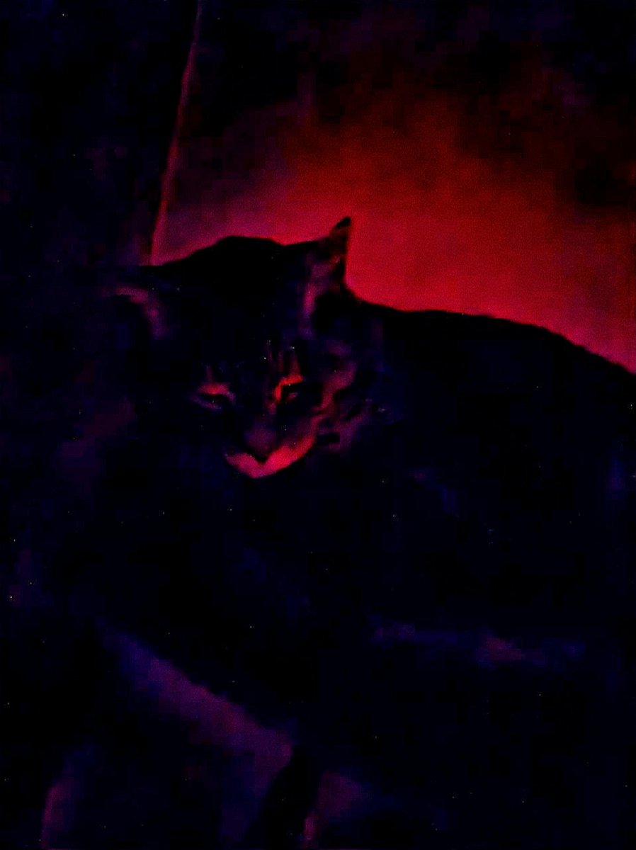 CmdrPuss's tweet photo. just hanging in my Eldritch aura, guarding the Void. https://t.co/YVfIDpE6Tv