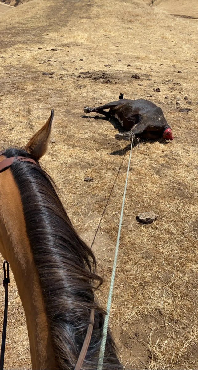 Taeber Nylander tweet media