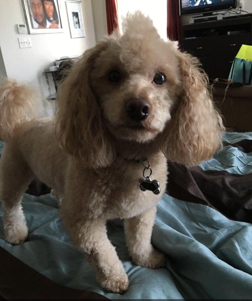 principalspain's tweet photo. Left is @Petsmart Grooming in Chesapeake. Right is @PetSmart grooming in Suffolk. Lawsuit time. I can spit fire. 😡 https://t.co/NvtfcXMIZf