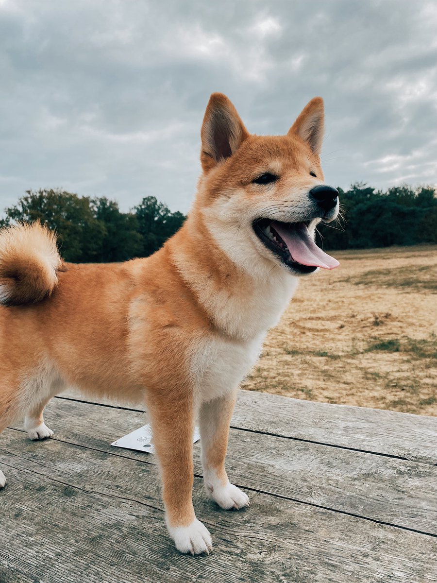 L🦞bster tweet media