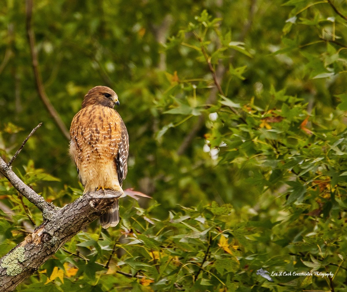 Red-shouldered hawk sitting in tree on an autumn morning in Williamsburg, Virginia.
#redshoulderedhawk #Hawks #raptors #birds #TwitterNatureCommunity #birdphotography 

loriacash.com