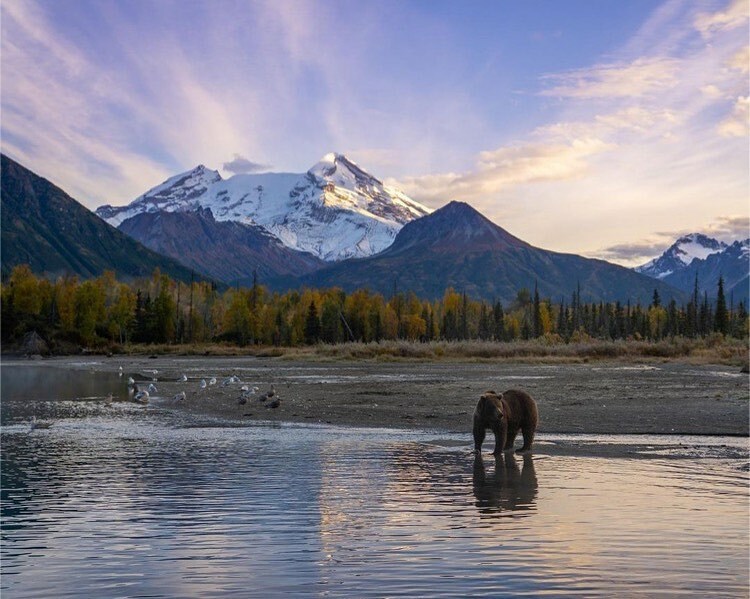 NP_Geek's tweet image. May your week line up as perfectly as this view from Lake Clark NP and Preserve. 
••••
Thanks to Jon @jwkimages for sharing the magnificent view. 
•
Today’s photo recipe: Lake. Bear. Volcano. Fall colors. First light.
———

#nationalparkgeek #FYPy… instagr.am/p/CVdWWbsJr1u/