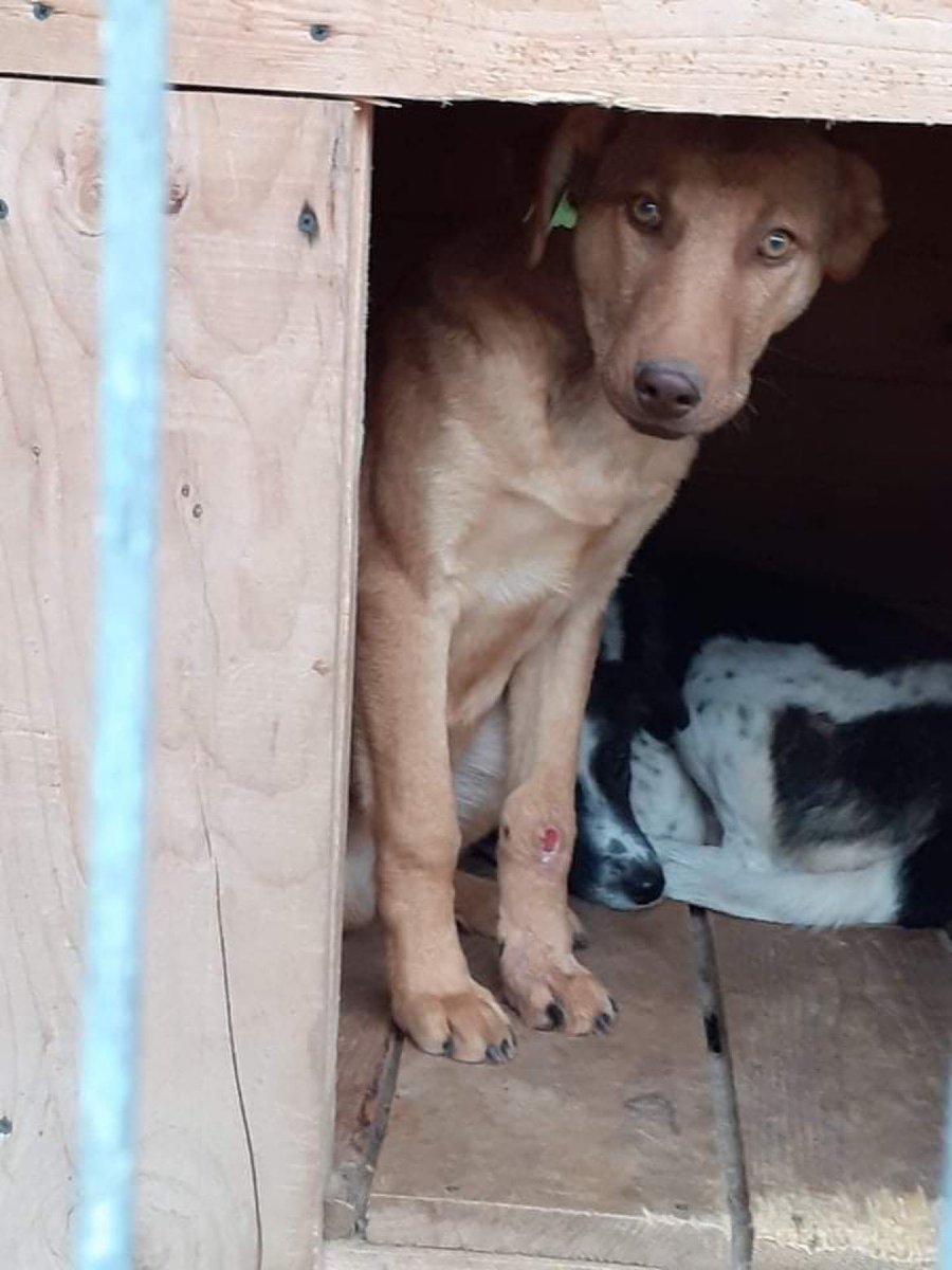 stefsrescue's tweet photo. Rory and dexter will ride the bus to safety tomorrow out of lancram. Thank you to their sponsors ❤️ they will be available to adopt in the north east in around two months https://t.co/UJK2mUer6i