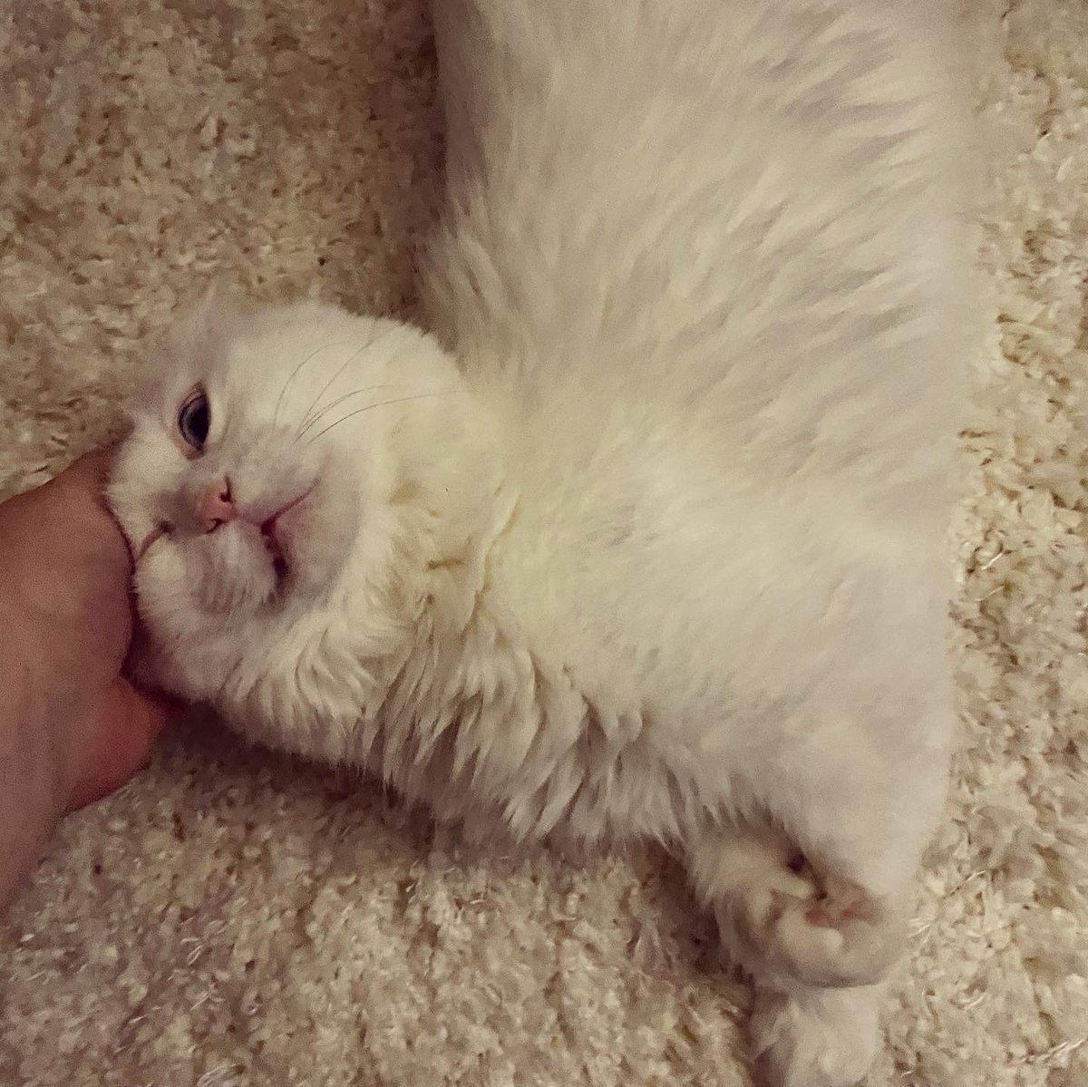 Olaf IRL tweet media