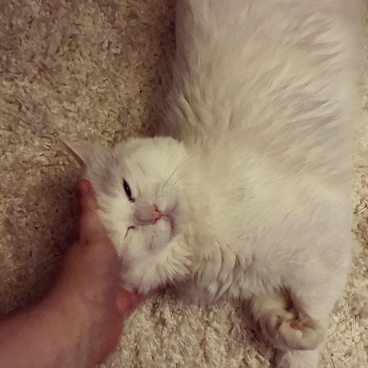 Yes... I like pats. How did you figure it out?