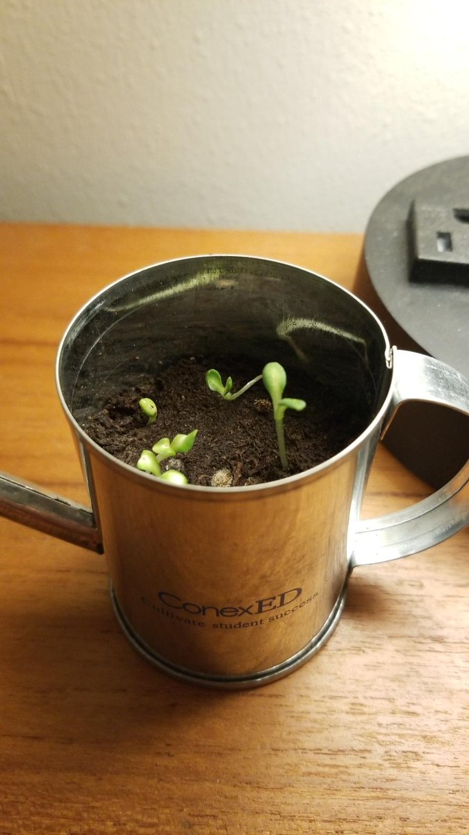 _Conexed's tweet photo. Shoutout to Vivek Shastry for being the first to post the status of his ConexED Water Planter! How is yours doing? Post a photo update with hashtag #CultivateStudentSuccess, and the winner with the most growth will get a prize!

#edtech #higherEd https://t.co/ibpqp1lEHP