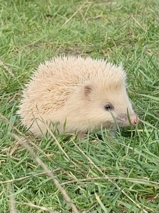 Bloodrider's tweet photo. @BBCSpringwatch Leucistic hedgehog seen recently out on the dunes on Anglesey 🦔 https://t.co/gQUqkDvR4J