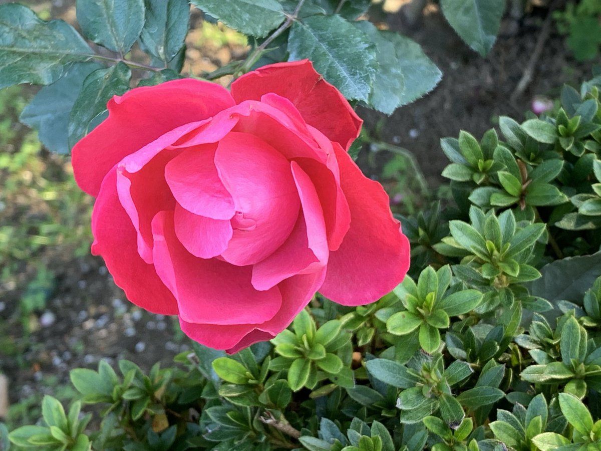 bellesds78's tweet photo. #秋ジャケット🧣
#秋のインディポップ
#CameraObscure
Camera ObscureのEP曲"I Love My Jean" "A Red, Red Rose"を聴いて心和むひととき🍀
Camera Obscureは最近新譜のレコーディングをしているそうで、いつか出るかもしれない新譜が楽しみ🎶🌟
https://t.co/wGm1gT5znP
https://t.co/Y0ugzU2FKO https://t.co/jePuinsamv