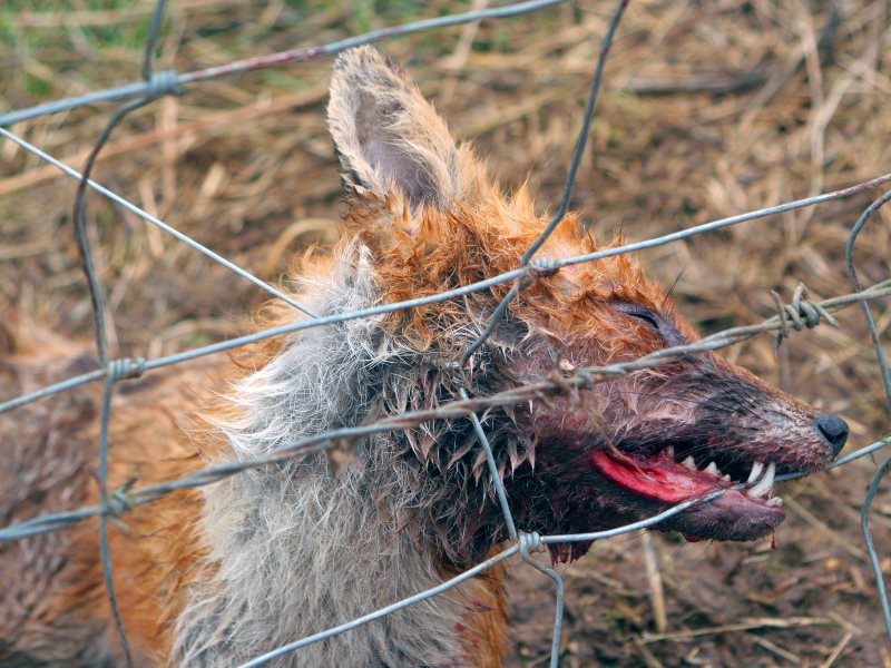 CALLING ALL ANIMAL ACTIVISTS 📢

URGENT 📢LESS THAN 2 WEEKS LEFT 📢 

Make the use of free-running snares illegal for trapping wildlife.

PLEASE SIGN AND SHARE 🖊️ 

petition.parliament.uk/petitions/5814…