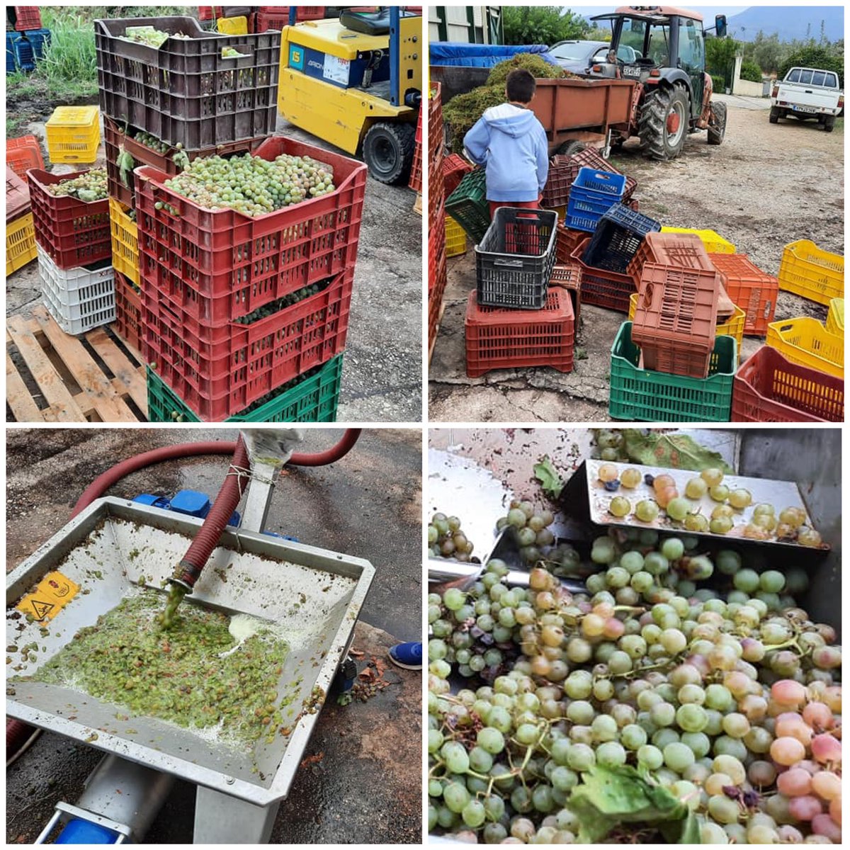 Snapshots from the last day of #harvest of the #organic #roditis #grapes from #WisdomofNature, a family owned producer in the #Peloponnese specialising in organic vinegars. Their fine products are available to buy at isleofolive.co.uk
