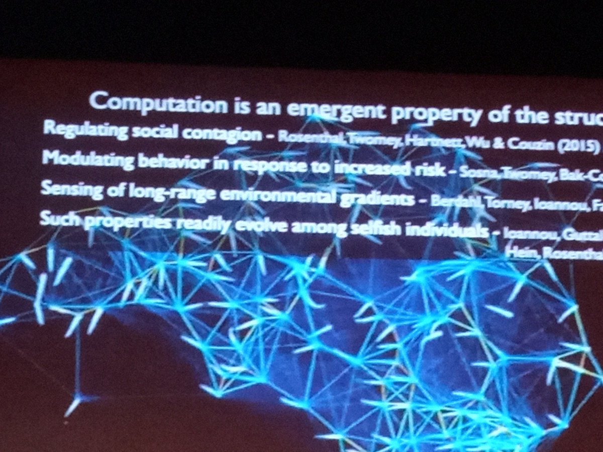 AndresKarjus's tweet image. #CCS2021 keynote @icouzin, collective decisionmaking. Fish disagreements resolved by mean, but if big dif then maj, if equal then rndm. Also holographic #VR exprmnts with freemoving animals chained in a &quot;Matrix&quot;. Bug brains work in binaries and &quot;All flocking models are incorrect&quot;