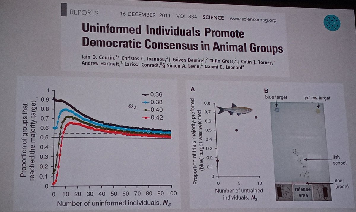 AndresKarjus's tweet image. #CCS2021 keynote @icouzin, collective decisionmaking. Fish disagreements resolved by mean, but if big dif then maj, if equal then rndm. Also holographic #VR exprmnts with freemoving animals chained in a &quot;Matrix&quot;. Bug brains work in binaries and &quot;All flocking models are incorrect&quot;