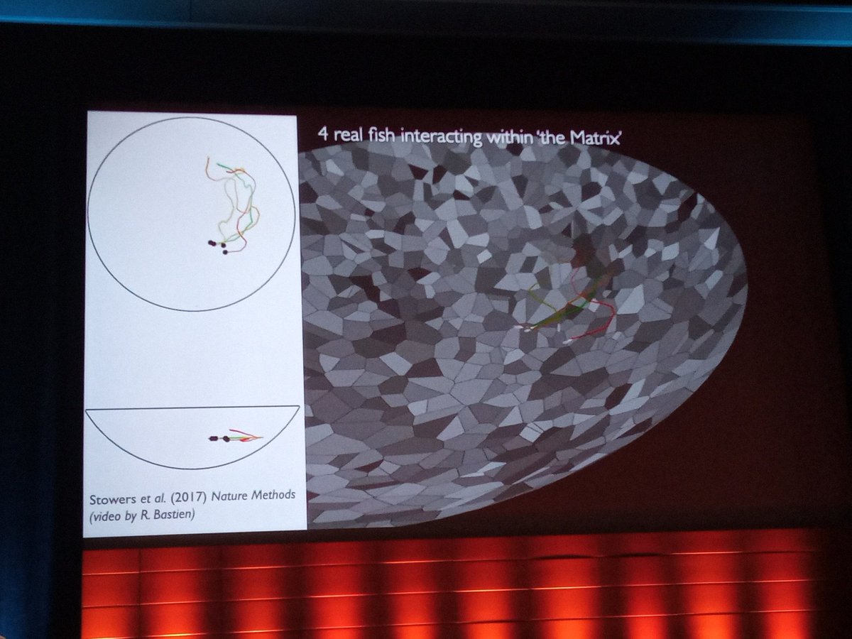 AndresKarjus's tweet image. #CCS2021 keynote @icouzin, collective decisionmaking. Fish disagreements resolved by mean, but if big dif then maj, if equal then rndm. Also holographic #VR exprmnts with freemoving animals chained in a &quot;Matrix&quot;. Bug brains work in binaries and &quot;All flocking models are incorrect&quot;