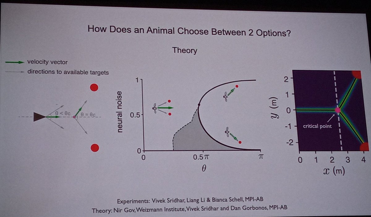 AndresKarjus's tweet image. #CCS2021 keynote @icouzin, collective decisionmaking. Fish disagreements resolved by mean, but if big dif then maj, if equal then rndm. Also holographic #VR exprmnts with freemoving animals chained in a &quot;Matrix&quot;. Bug brains work in binaries and &quot;All flocking models are incorrect&quot;