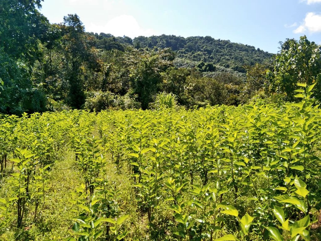 ಕೃಷಿಯಿಂದ ₹ 25,000/- ಆದಾಯ !

ಅರ್ಧ ಎಕರೆ ಜಮೀನಿನಲ್ಲಿ #ನರೇಗಾ ನೆರವಿನಿಂದ ಹಿಪ್ಪು ನೇರಳೆ ನರ್ಸರಿ ಮಾಡಿ ವಾರ್ಷಿಕ ₹ 25,000/- ಆದಾಯ ಪಡೆಯುತ್ತಿದ್ದಾರೆ.

“ವರ್ಷಕ್ಕೆ 3 ಬಾರಿ ಇಳುವರಿ, ಸಮರ್ಪಕ ಮಾರ್ಕೆಟಿಂಗ್ ವ್ಯವಸ್ಥೆ ಇದ್ದರೆ ಇನ್ನೂ ಹೆಚ್ಚು ಲಾಭ ಸಿಗುತ್ತೆ” ಶ್ರೀಧರ್ ಪೂಜಾರಿ

ಕಾಂತಾವರ ಗ್ರಾ.ಪಂ ವ್ಯಾಪ್ತಿ, ಉಡುಪಿ ಜಿ,.