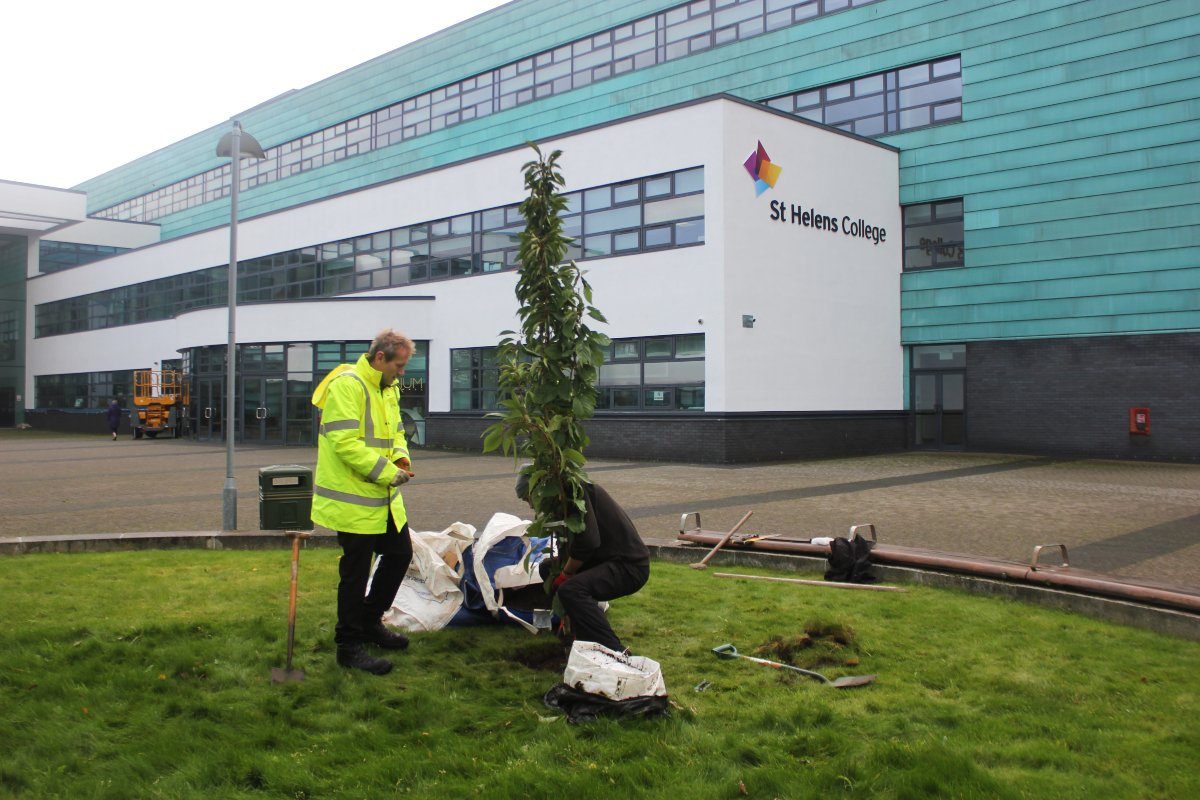 StHelensCollege's tweet photo. Thank you to Tom and Eric from Nurture Landscapes for planting our new Prunus Amanogawa last week to bring #CollegesWeek to a close. 🌸

The new tree will bring a pop of colour to the Town Centre Campus by next spring. 🌳

#LoveOurColleges #GetInGoFurther #EcoFriendly https://t.co/OzoUoBkx7D