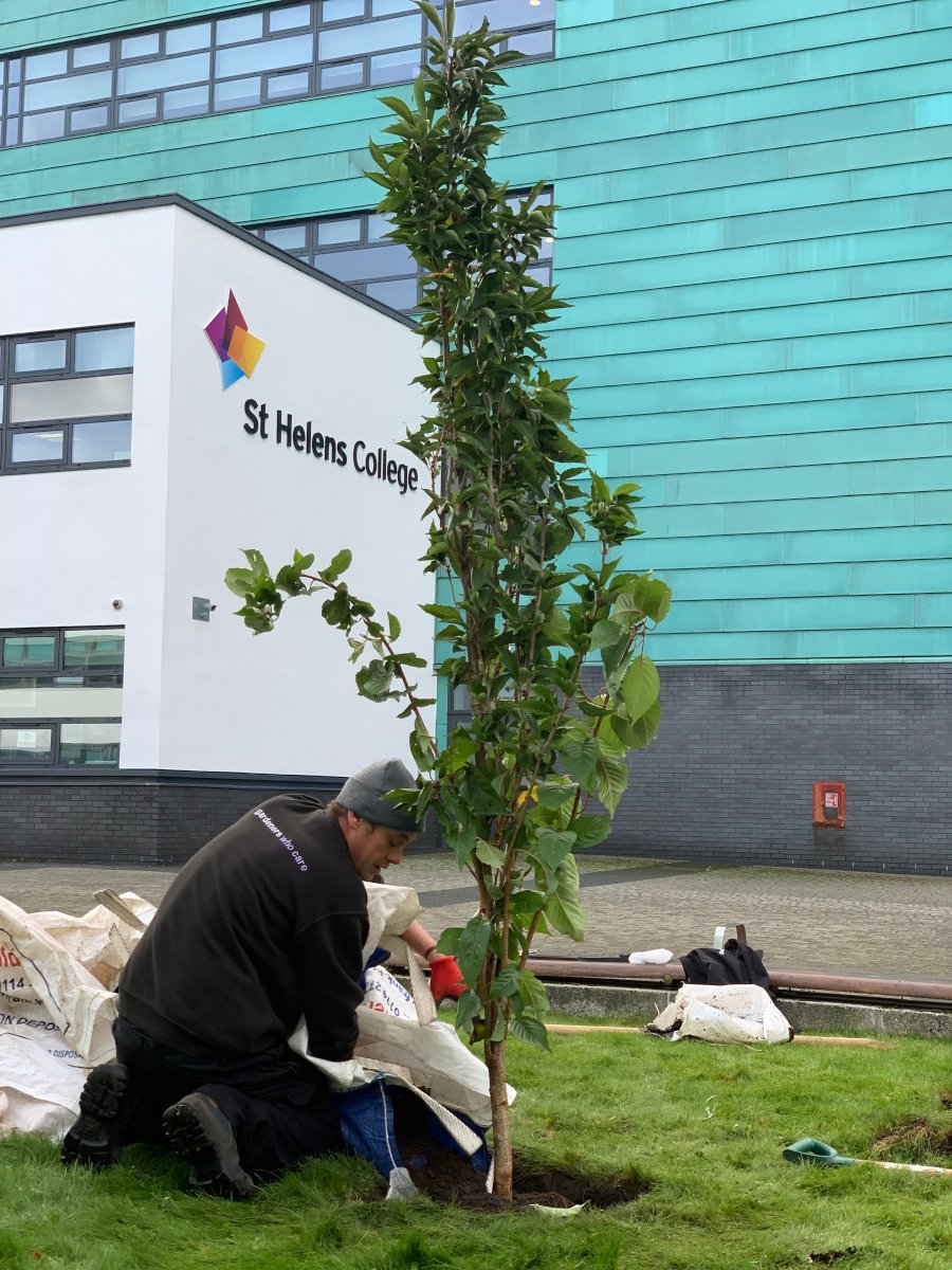 StHelensCollege's tweet photo. Thank you to Tom and Eric from Nurture Landscapes for planting our new Prunus Amanogawa last week to bring #CollegesWeek to a close. 🌸

The new tree will bring a pop of colour to the Town Centre Campus by next spring. 🌳

#LoveOurColleges #GetInGoFurther #EcoFriendly https://t.co/OzoUoBkx7D