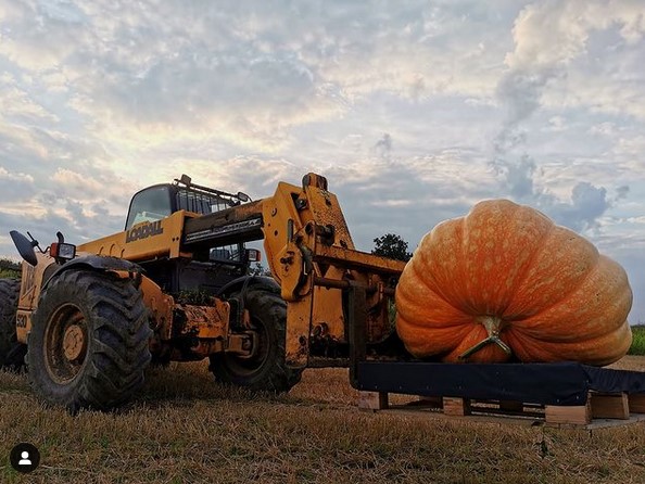 AgrigemLtd's tweet photo. Are you looking for a giant pumpkin to scare the neighbours this year? Check out Ben White's 758lb monster, Greta, grown with @nutrigrowuk Triple-18 Fertiliser. Read all about it here - https://t.co/OtAQX1Ji6Z
#halloween2021 #Horticulture https://t.co/ILN3WAMMIV