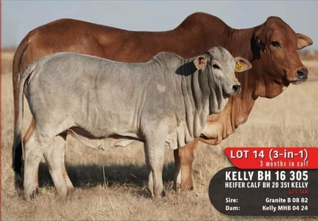 Stockmanschool's tweet photo. Cow sold for the highest price in RSA/Koei vir die hoogeste prys in RSA verkoop R650 000 Geborg deur Absolute Genetics South Africa Boran BH16305 Seller Hurwitz Farming Buyer Iminathi Ranch @landbou @FarmersWeeklySA @Veeplaas1 @LivestockLrf https://t.co/dZPjySnEKv